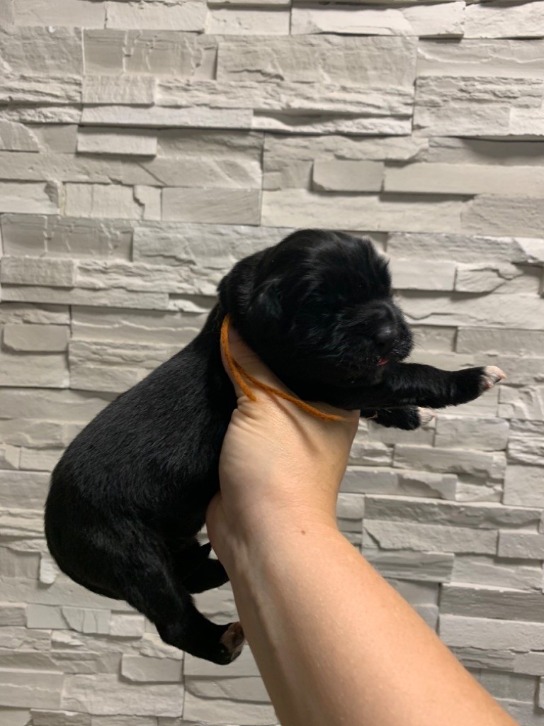 Des Trésors De Lili - Chiots disponibles - Terre-neuve